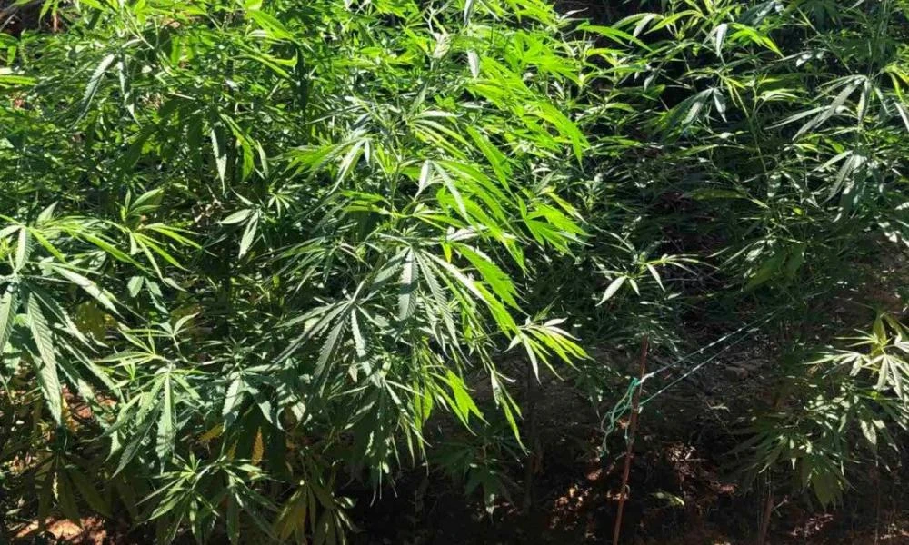 Χανιά: Εντοπίστηκαν 5 φυτείες με 2.370 δενδρύλλια κάνναβης-Μια σύλληψη